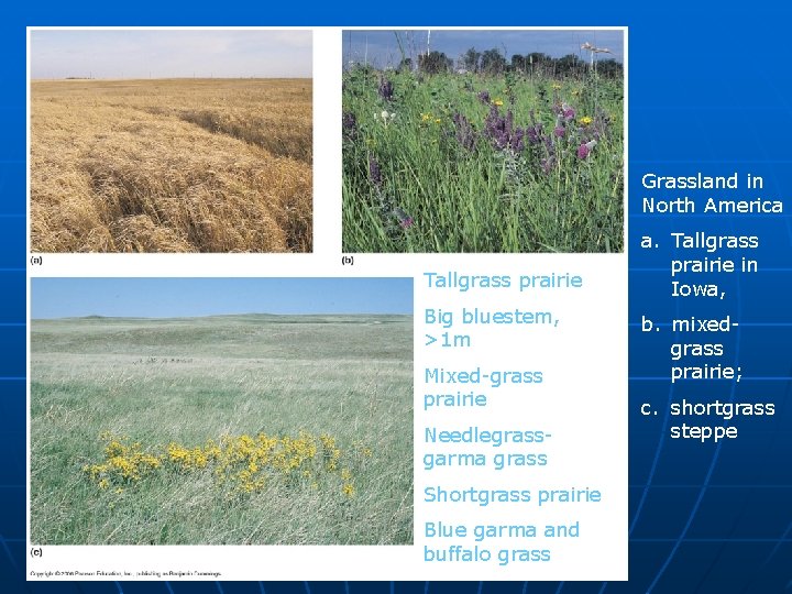 Grassland in North America Tallgrass prairie Big bluestem, >1 m Mixed-grass prairie Needlegrassgarma grass