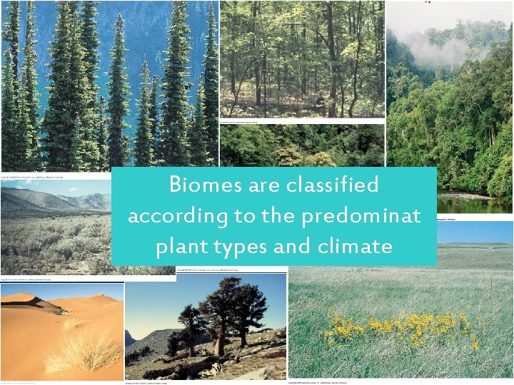 Biomes are classified according to the predominat plant types and climate 