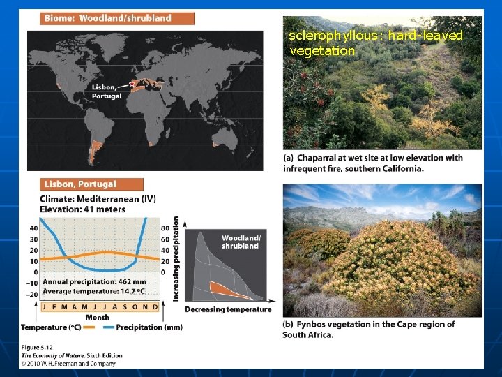 sclerophyllous: hard-leaved vegetation 