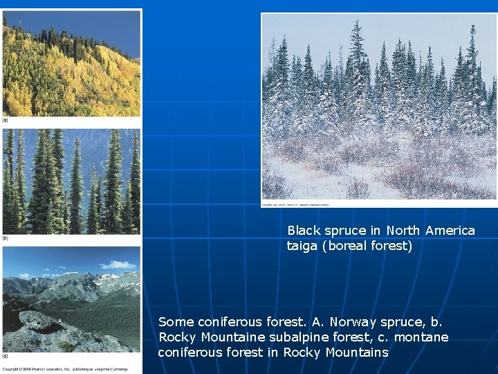 Black spruce in North America taiga (boreal forest) Some coniferous forest. A. Norway spruce,