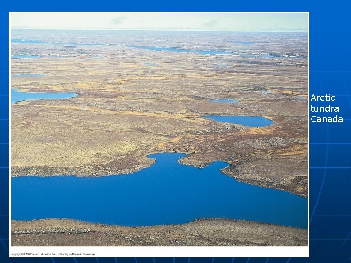 Arctic tundra Canada 