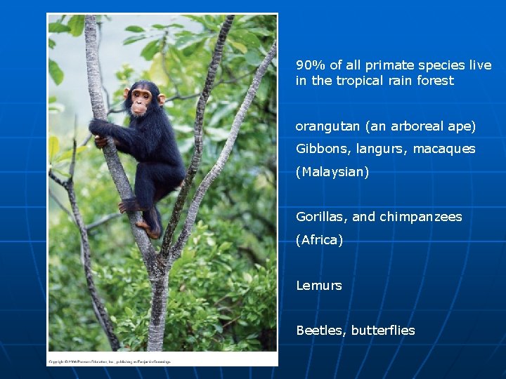 90% of all primate species live in the tropical rain forest orangutan (an arboreal