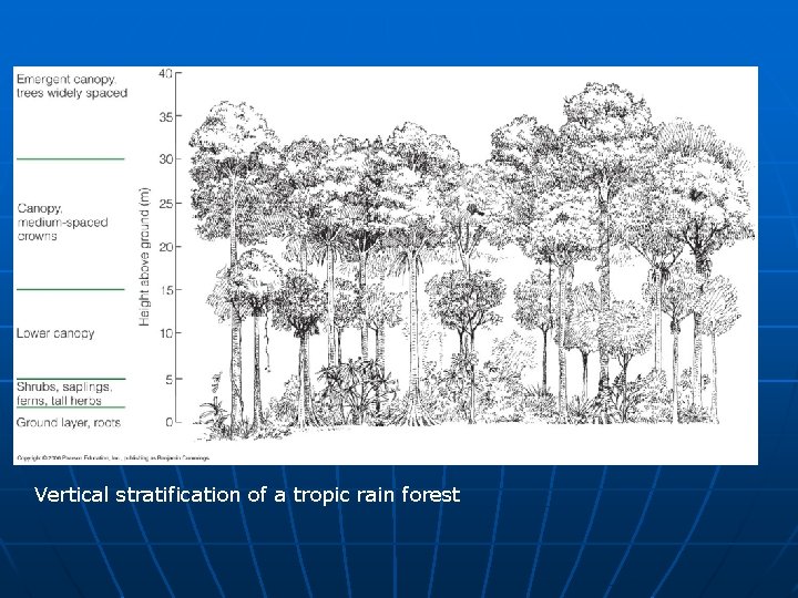 Vertical stratification of a tropic rain forest 
