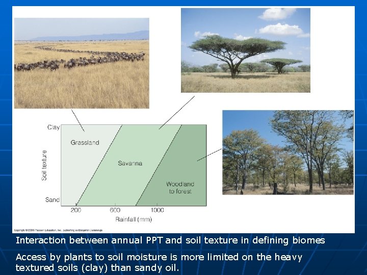 Interaction between annual PPT and soil texture in defining biomes Access by plants to