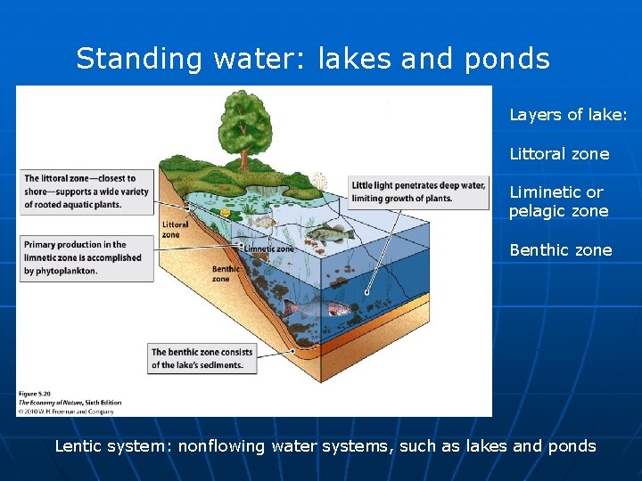 Standing water: lakes and ponds Layers of lake: Littoral zone Liminetic or pelagic zone