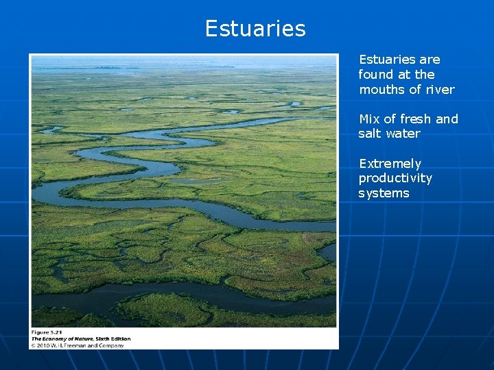Estuaries are found at the mouths of river Mix of fresh and salt water