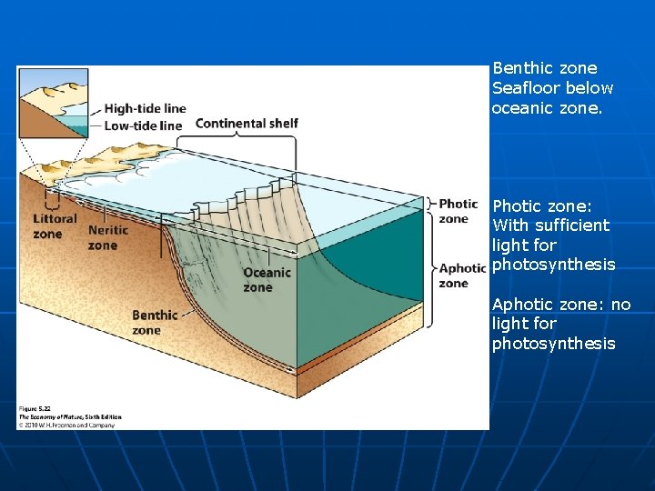 Benthic zone Seafloor below oceanic zone. Photic zone: With sufficient light for photosynthesis Aphotic