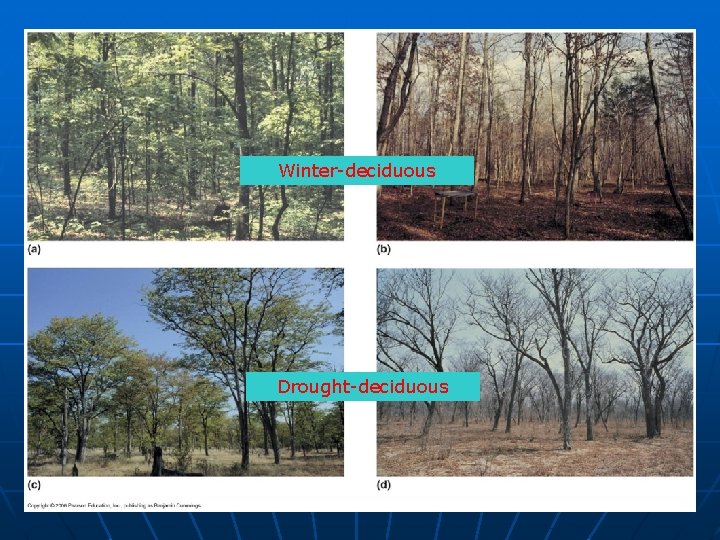 Winter-deciduous Drought-deciduous 