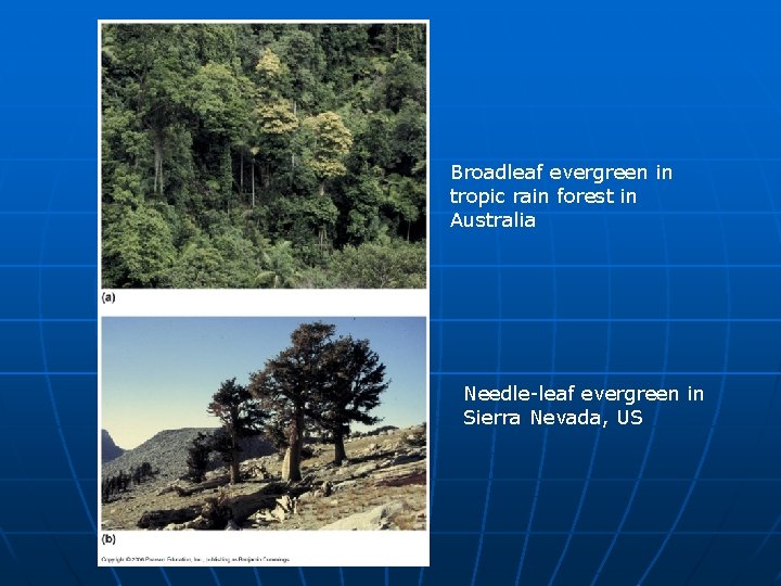 Broadleaf evergreen in tropic rain forest in Australia Needle-leaf evergreen in Sierra Nevada, US