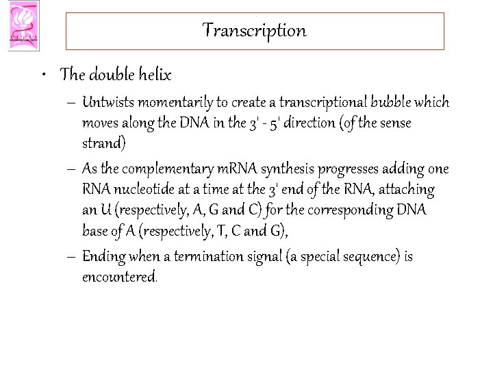 Transcription • The double helix – Untwists momentarily to create a transcriptional bubble which