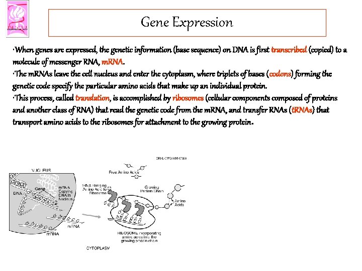 Gene Expression • When genes are expressed, the genetic information (base sequence) on DNA