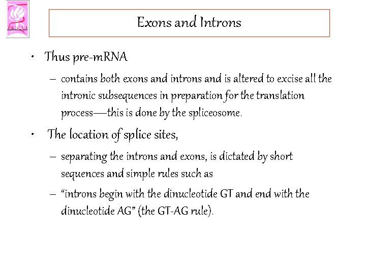 Exons and Introns • Thus pre-m. RNA – contains both exons and introns and