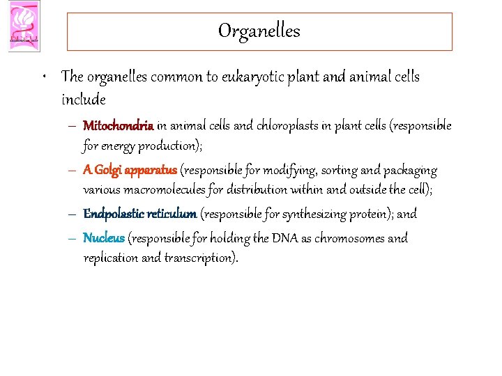 Organelles • The organelles common to eukaryotic plant and animal cells include – Mitochondria