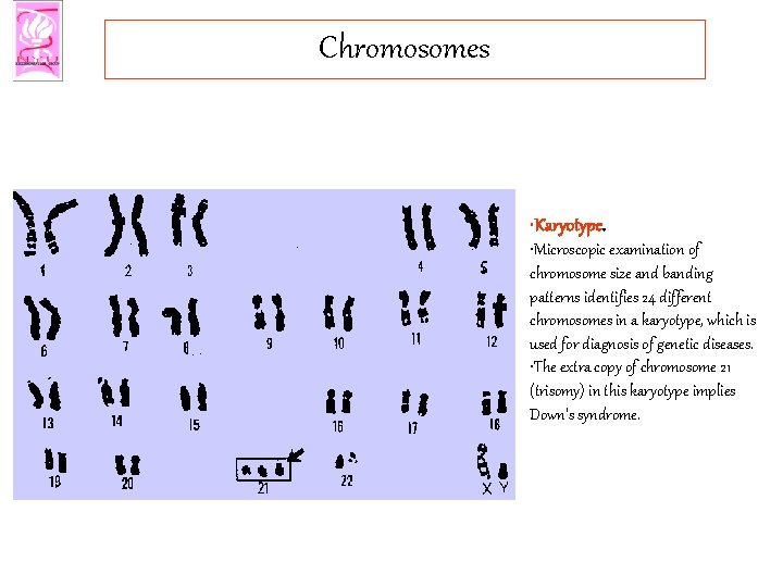Chromosomes • Karyotype. • Microscopic examination of chromosome size and banding patterns identifies 24