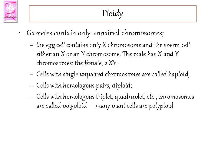 Ploidy • Gametes contain only unpaired chromosomes; – the egg cell contains only X
