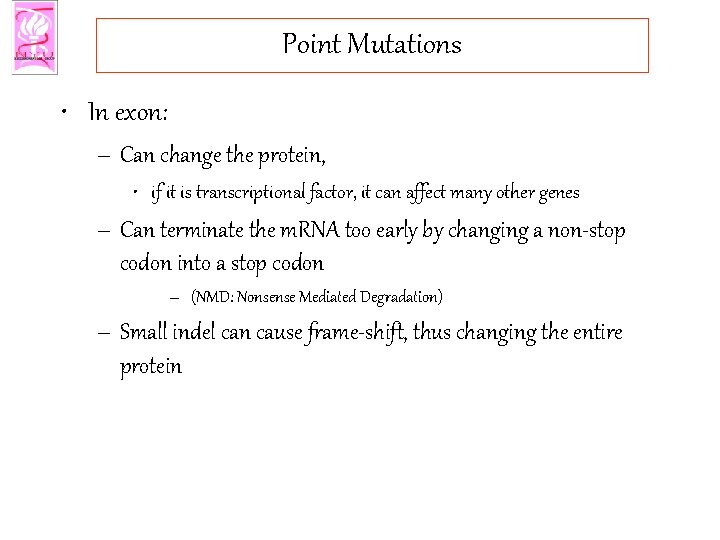 Point Mutations • In exon: – Can change the protein, • if it is