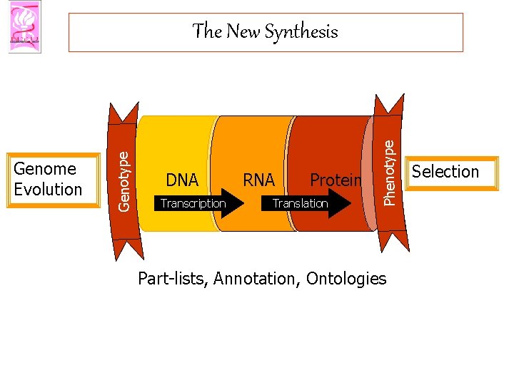 DNA Transcription RNA Protein Translation Phenotype Genome Evolution Genotype The New Synthesis Part-lists, Annotation,