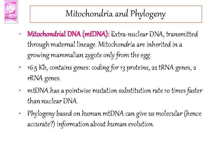 Mitochondria and Phylogeny • Mitochondrial DNA (mt. DNA): Extra-nuclear DNA, transmitted through maternal lineage.