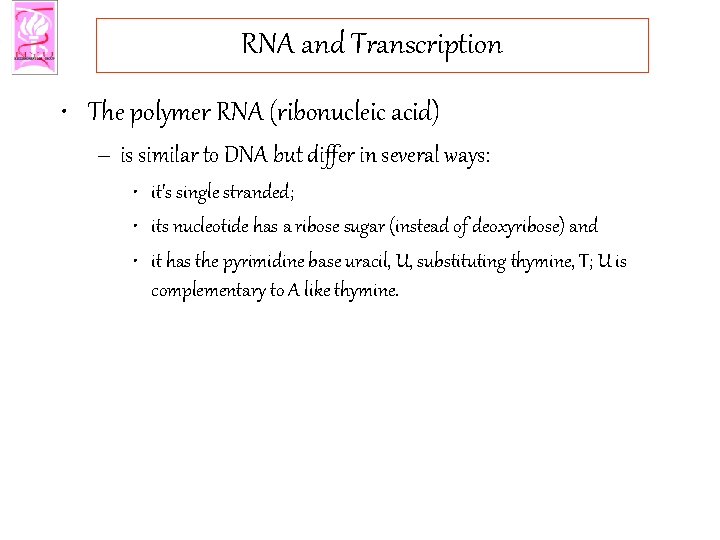 RNA and Transcription • The polymer RNA (ribonucleic acid) – is similar to DNA
