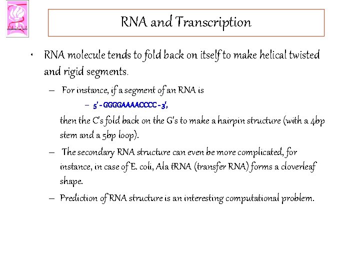 RNA and Transcription • RNA molecule tends to fold back on itself to make