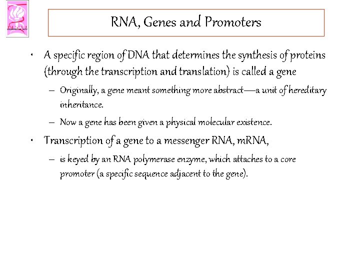 RNA, Genes and Promoters • A specific region of DNA that determines the synthesis