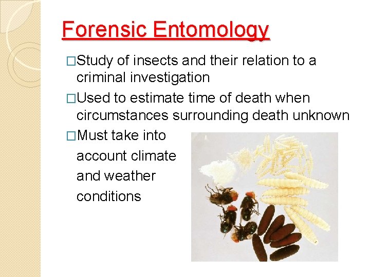 Forensic Entomology �Study of insects and their relation to a criminal investigation �Used to