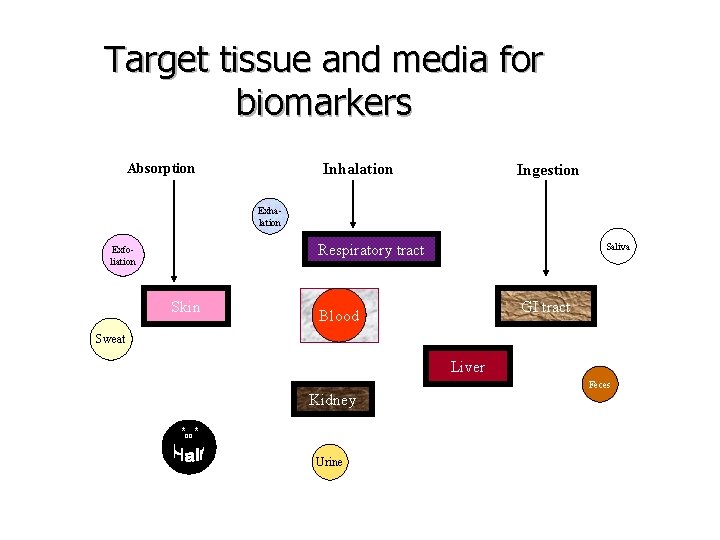 Target tissue and media for biomarkers Inhalation Absorption Ingestion Exhalation Respiratory tract Exfoliation Skin