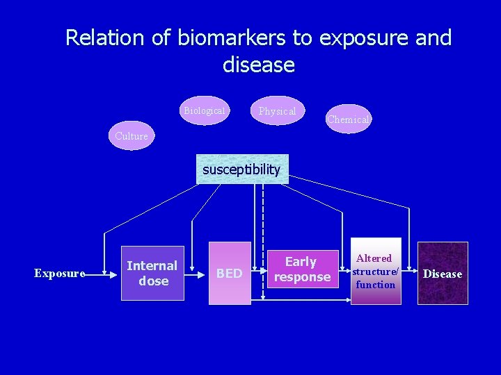 Relation of biomarkers to exposure and disease Biological Physical Chemical Culture susceptibility Exposure Internal