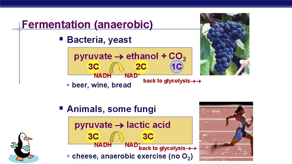 Fermentation (anaerobic) § Bacteria, yeast pyruvate ethanol + CO 2 3 C NADH 2