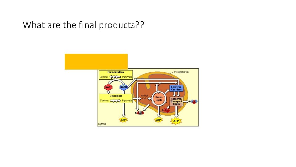 What are the final products? ? Glycolysis 