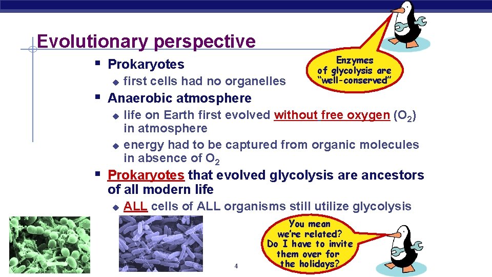 Evolutionary perspective § Prokaryotes u first cells had no organelles Enzymes of glycolysis are