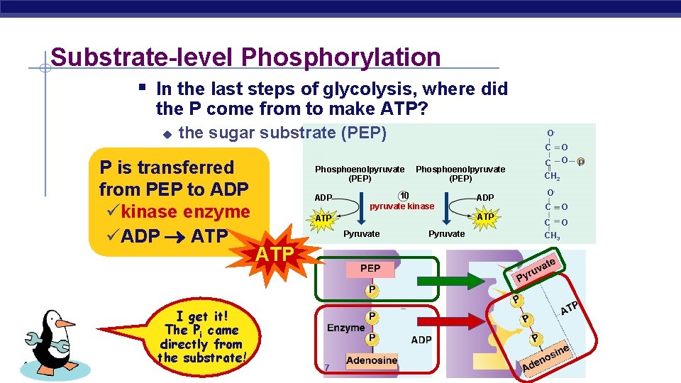 Substrate-level Phosphorylation § In the last steps of glycolysis, where did the P come