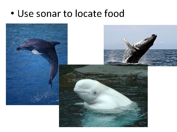  • Use sonar to locate food 