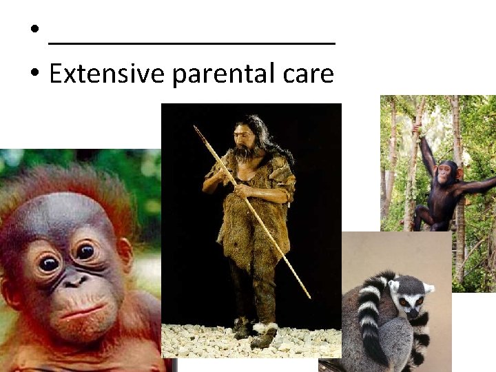  • __________ • Extensive parental care 