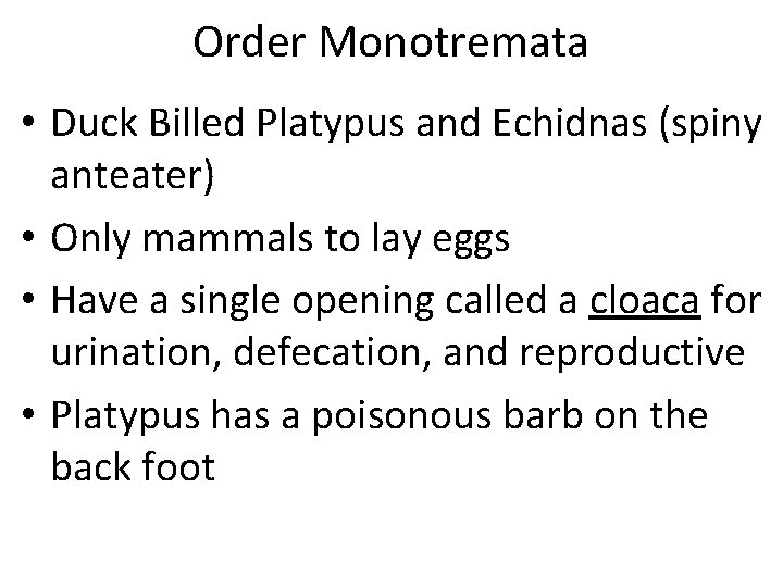 Order Monotremata • Duck Billed Platypus and Echidnas (spiny anteater) • Only mammals to