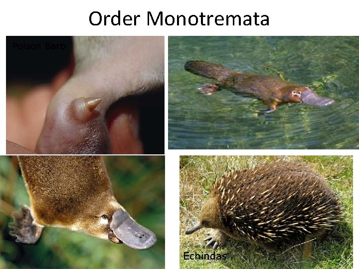 Order Monotremata Poison Barb Echindas 