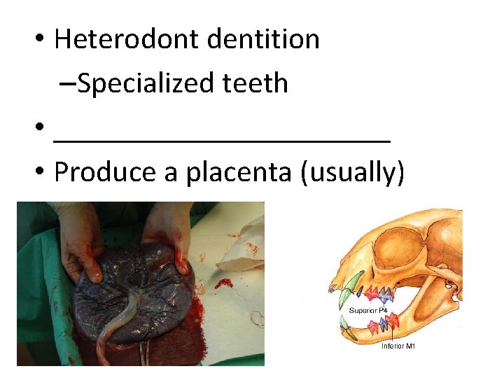  • Heterodont dentition –Specialized teeth • ___________ • Produce a placenta (usually) 