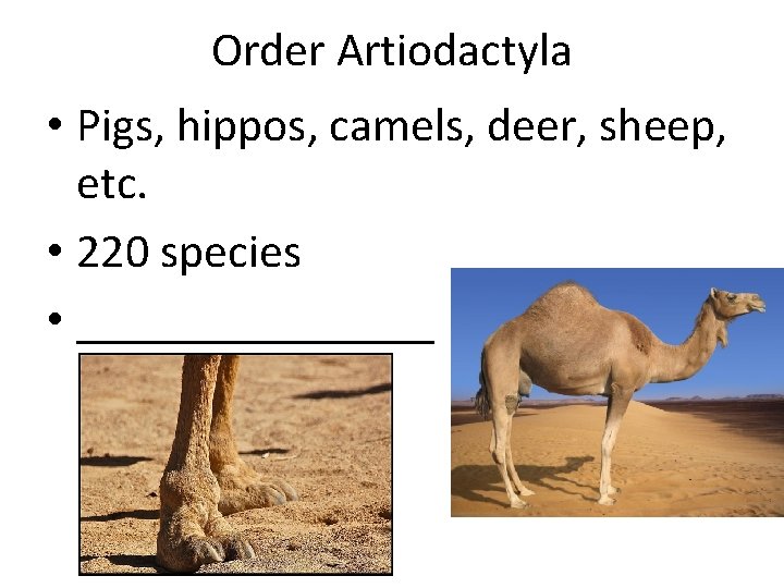 Order Artiodactyla • Pigs, hippos, camels, deer, sheep, etc. • 220 species • ________