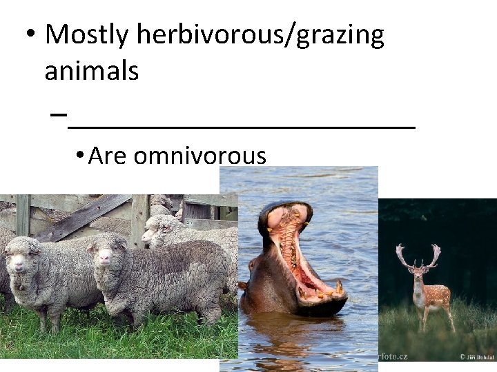  • Mostly herbivorous/grazing animals –____________ • Are omnivorous 