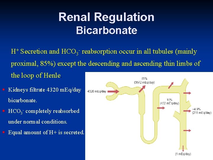 Renal Regulation Bicarbonate H+ Secretion and HCO 3 - reabsorption occur in all tubules