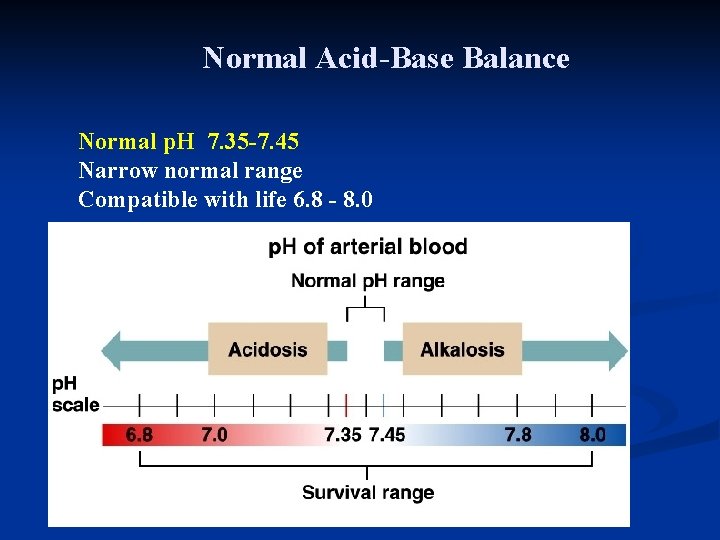 Normal Acid-Base Balance Normal p. H 7. 35 -7. 45 Narrow normal range Compatible