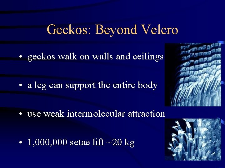 Geckos: Beyond Velcro • geckos walk on walls and ceilings • a leg can