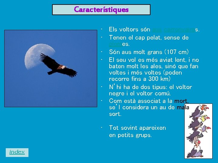 Característiques • Els voltors són aus carronyaires. • Tenen el cap pelat, sense de