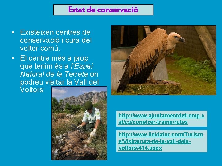 Estat de conservació • Existeixen centres de conservació i cura del voltor comú. •