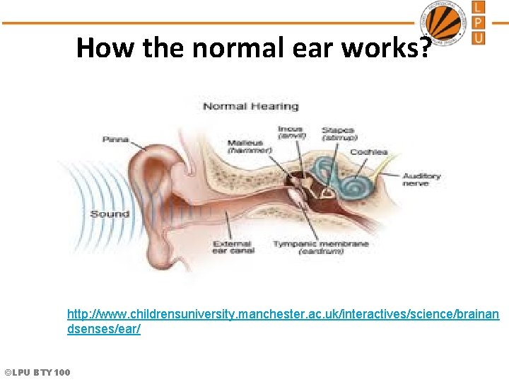 How the normal ear works? http: //www. childrensuniversity. manchester. ac. uk/interactives/science/brainan dsenses/ear/ ©LPU BTY