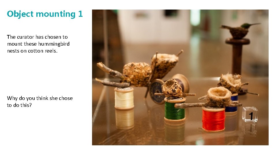 Object mounting 1 The curator has chosen to mount these hummingbird nests on cotton