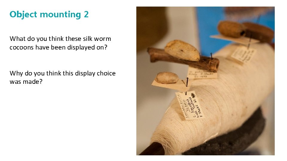 Object mounting 2 What do you think these silk worm cocoons have been displayed