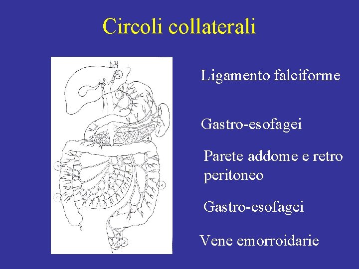 Circoli collaterali Ligamento falciforme Gastro-esofagei Parete addome e retro peritoneo Gastro-esofagei Vene emorroidarie 