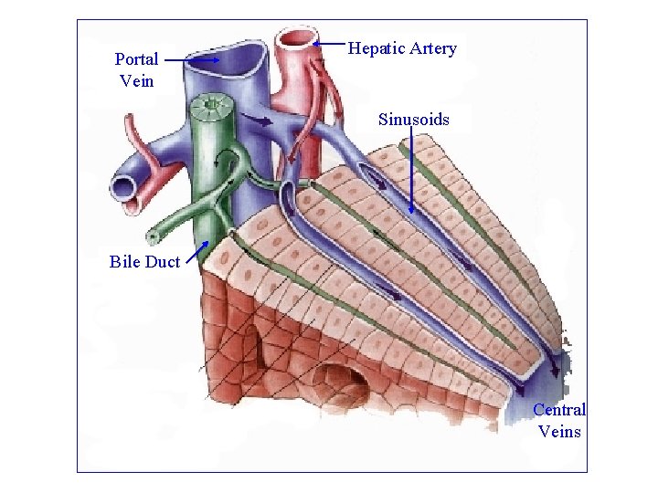 Portal Vein Hepatic Artery Sinusoids Bile Duct Central Veins 