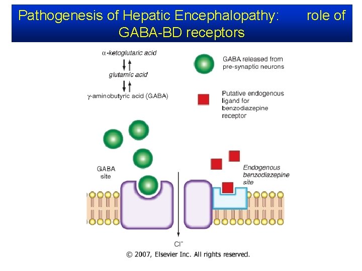 Pathogenesis of Hepatic Encephalopathy: GABA-BD receptors role of 